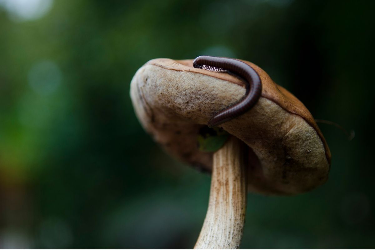 Minhoca em cima do cogumelo