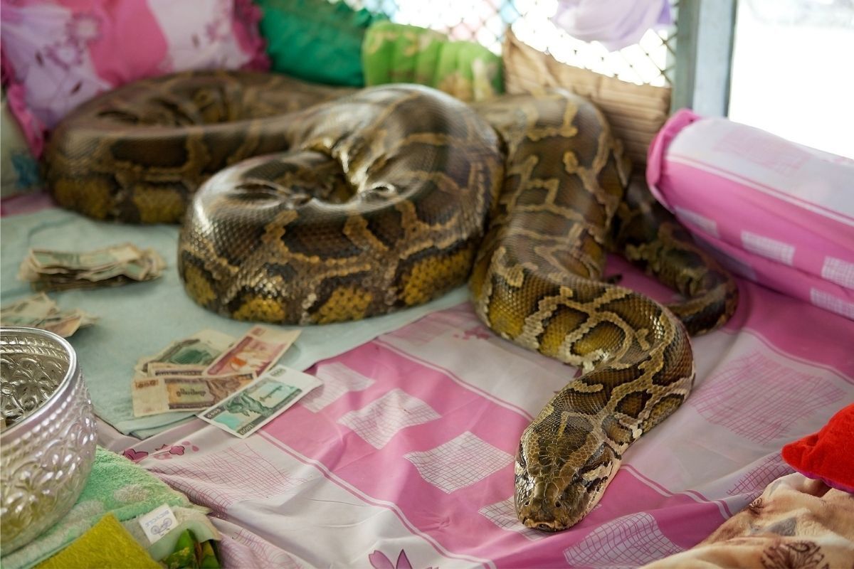 Cobra em cima de uma toalha cor-de-rosa