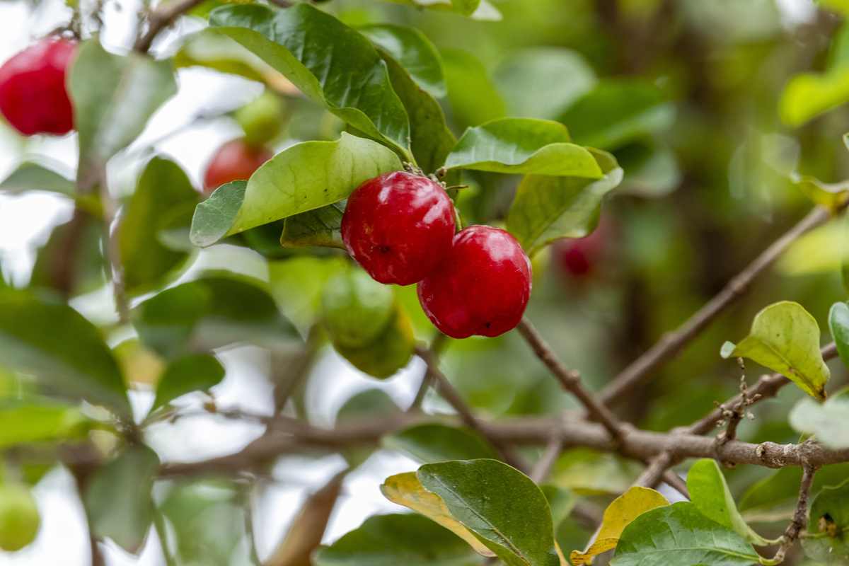 Acerola no pé