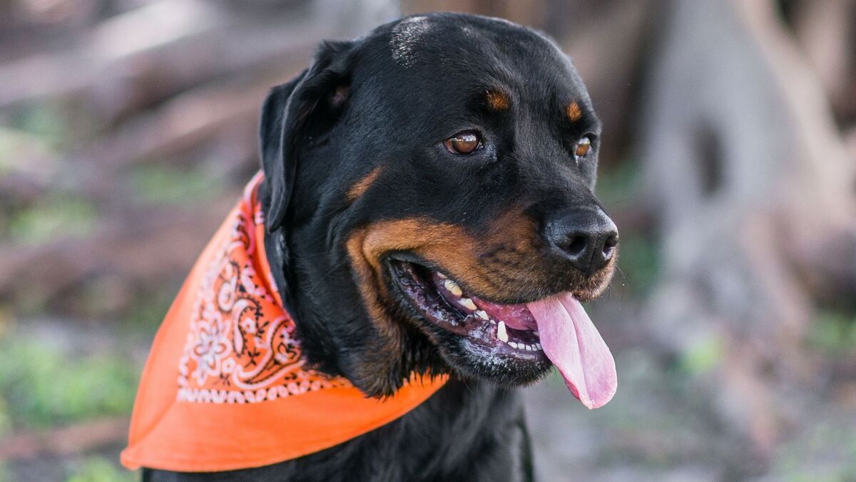 Hottweiler com lenço no pescoço.