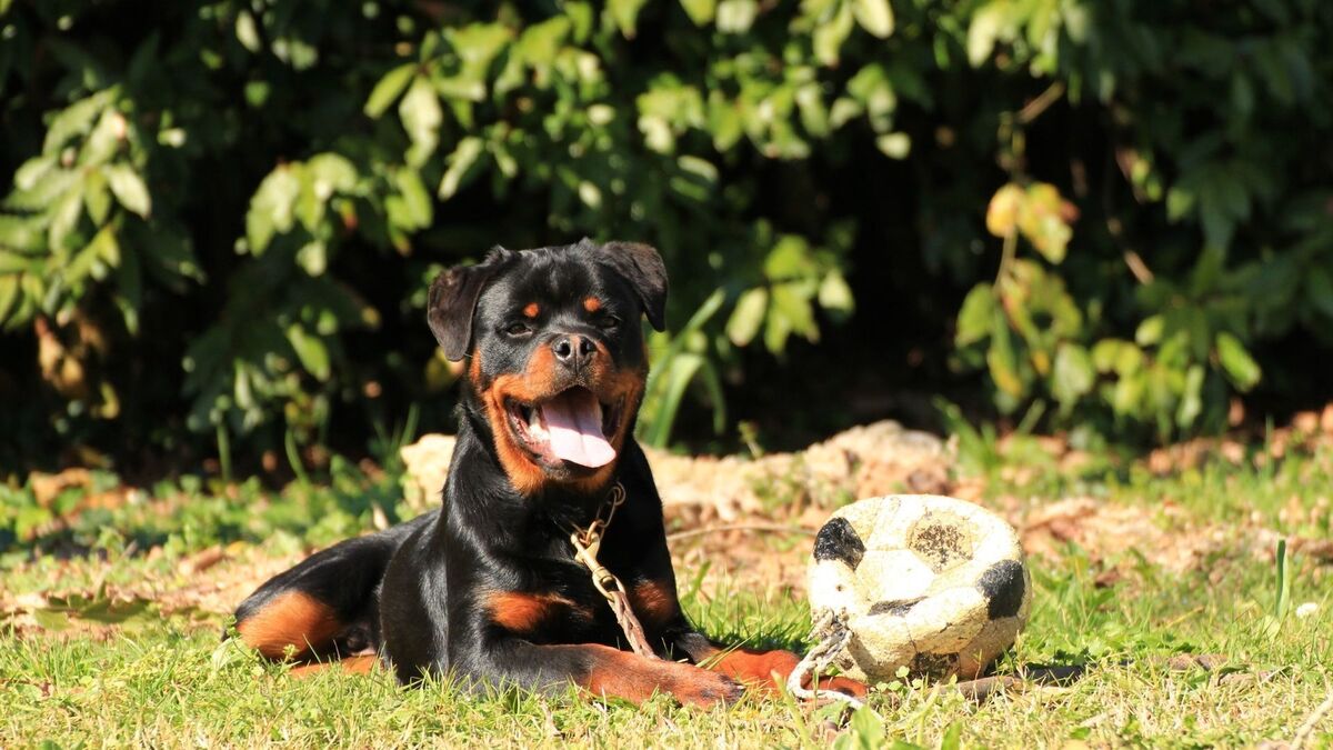 Hottweiler com uma bola.