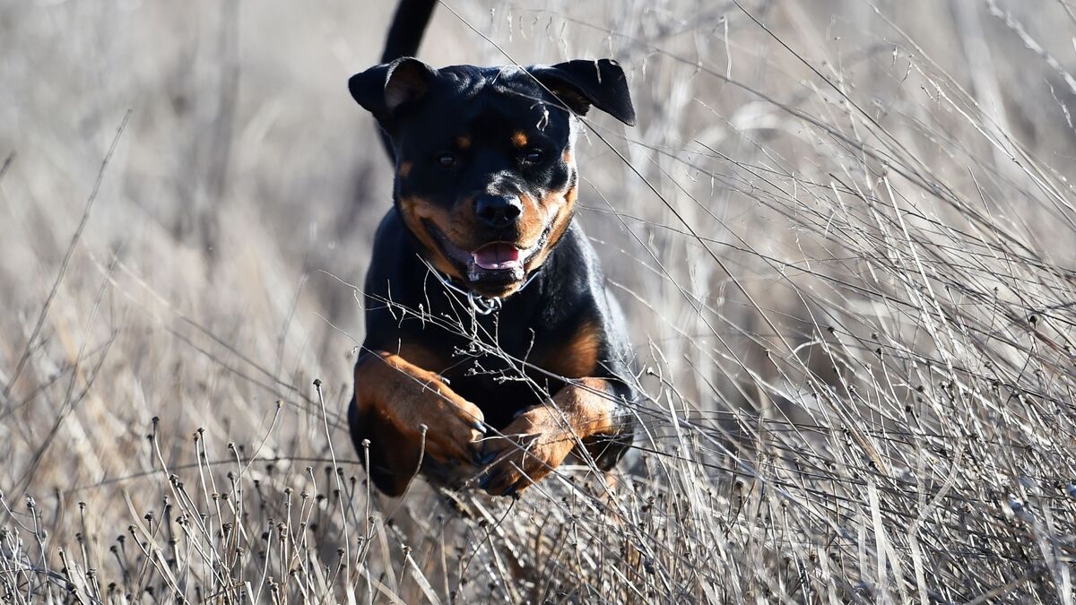 Hottweiler pulando.