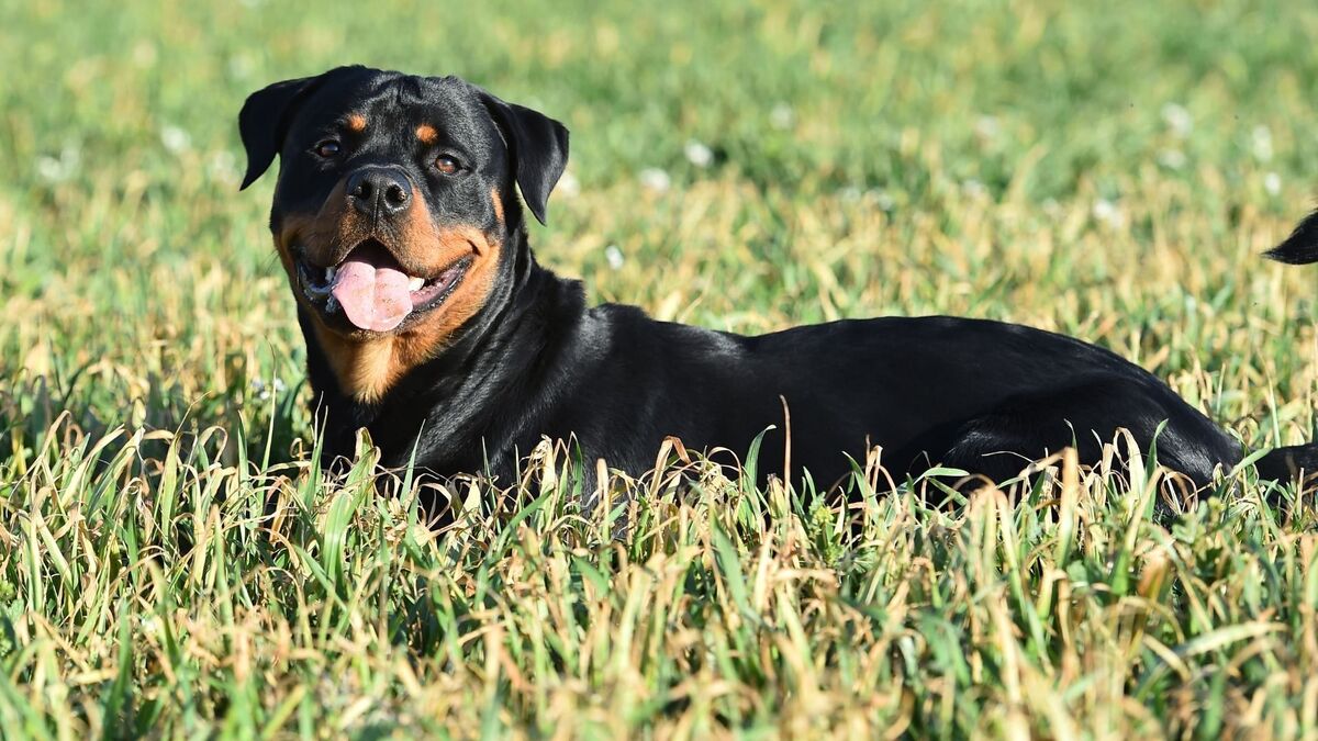 Hottweiler deitado na grama.