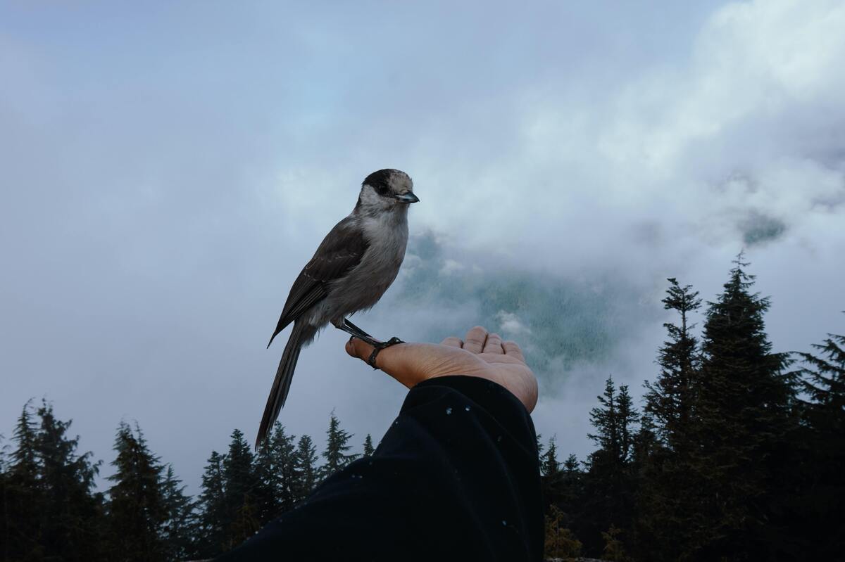 Pessoa segurando um pássaro. 