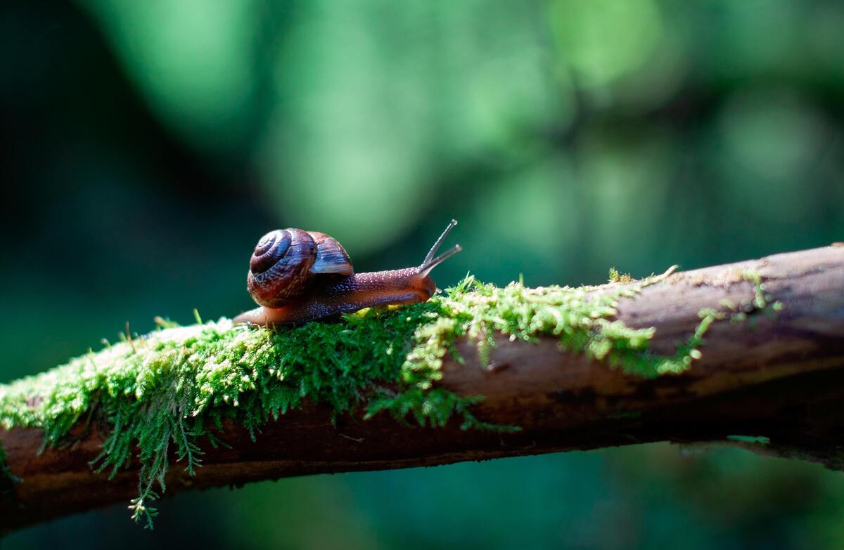 Caracol.