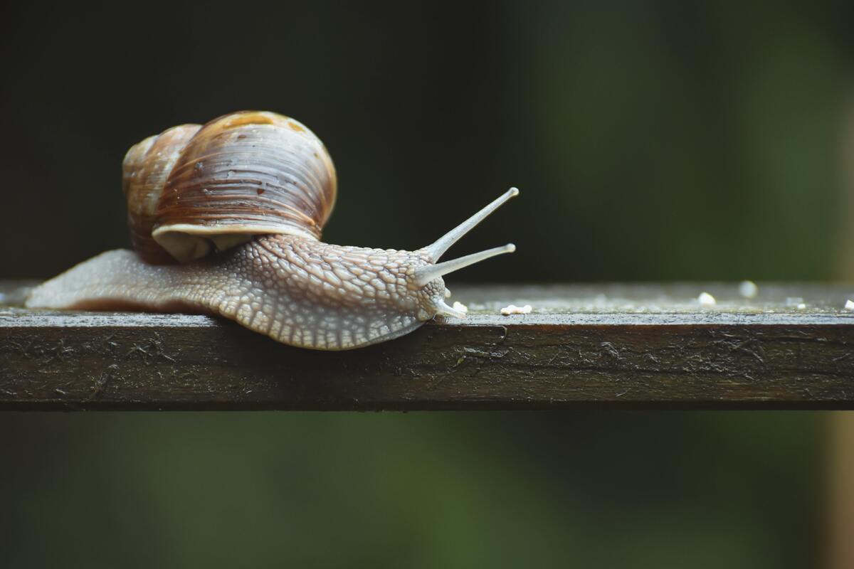 Caracol.