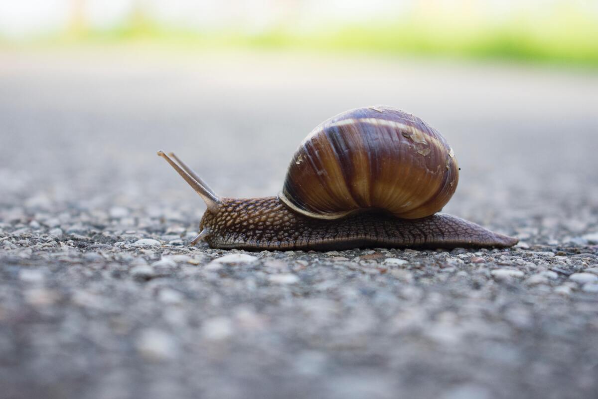 Caracol.