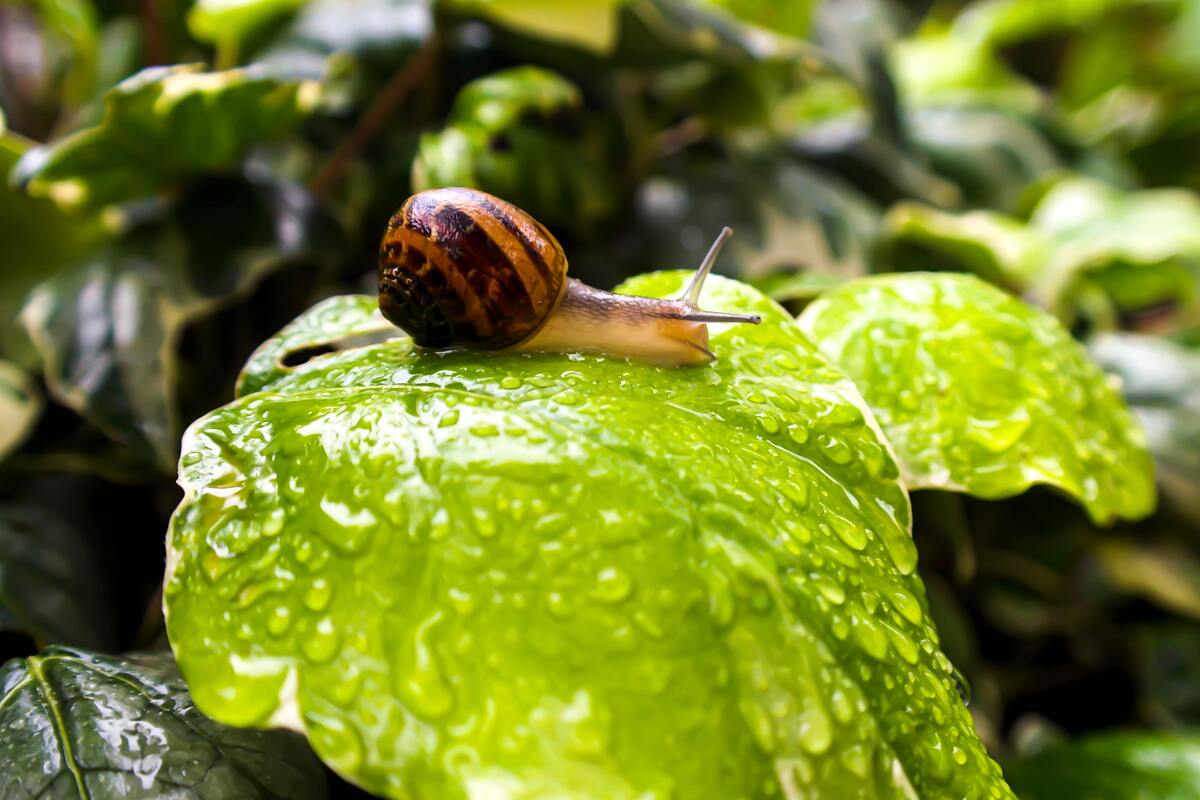 Caracol.