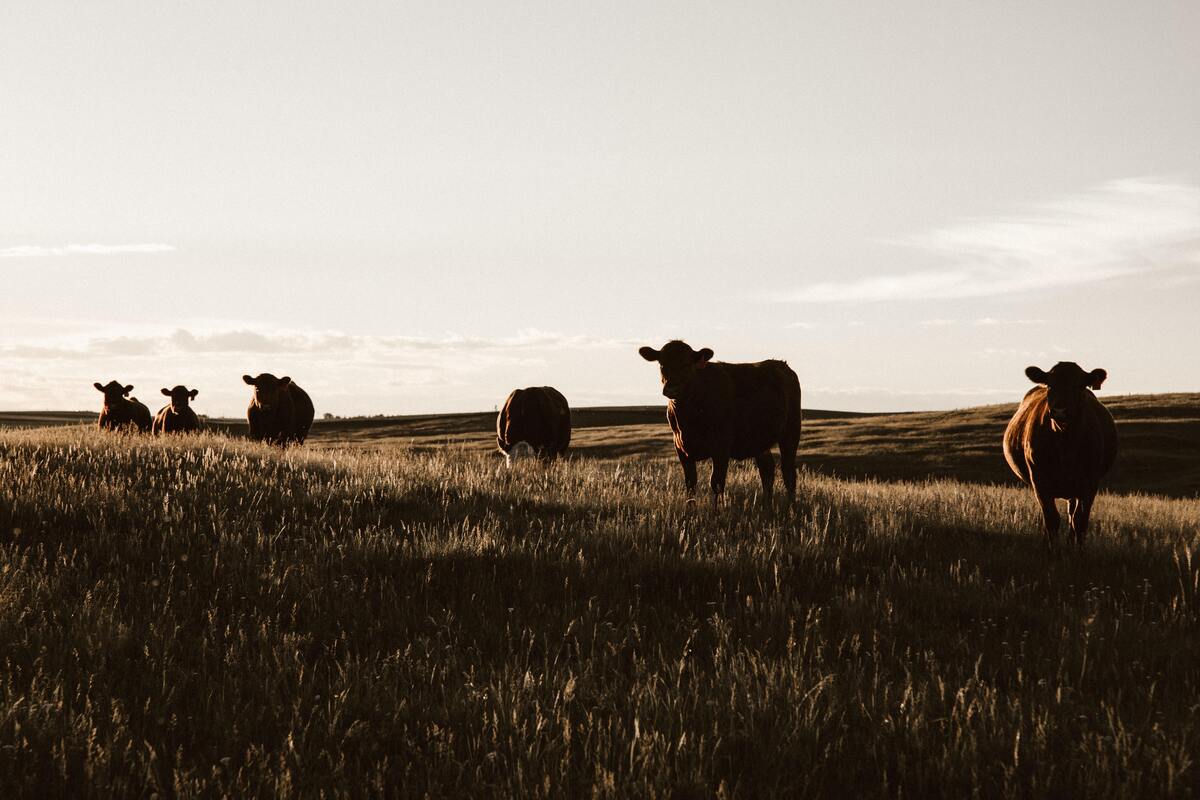 Vacas em uma plantação.