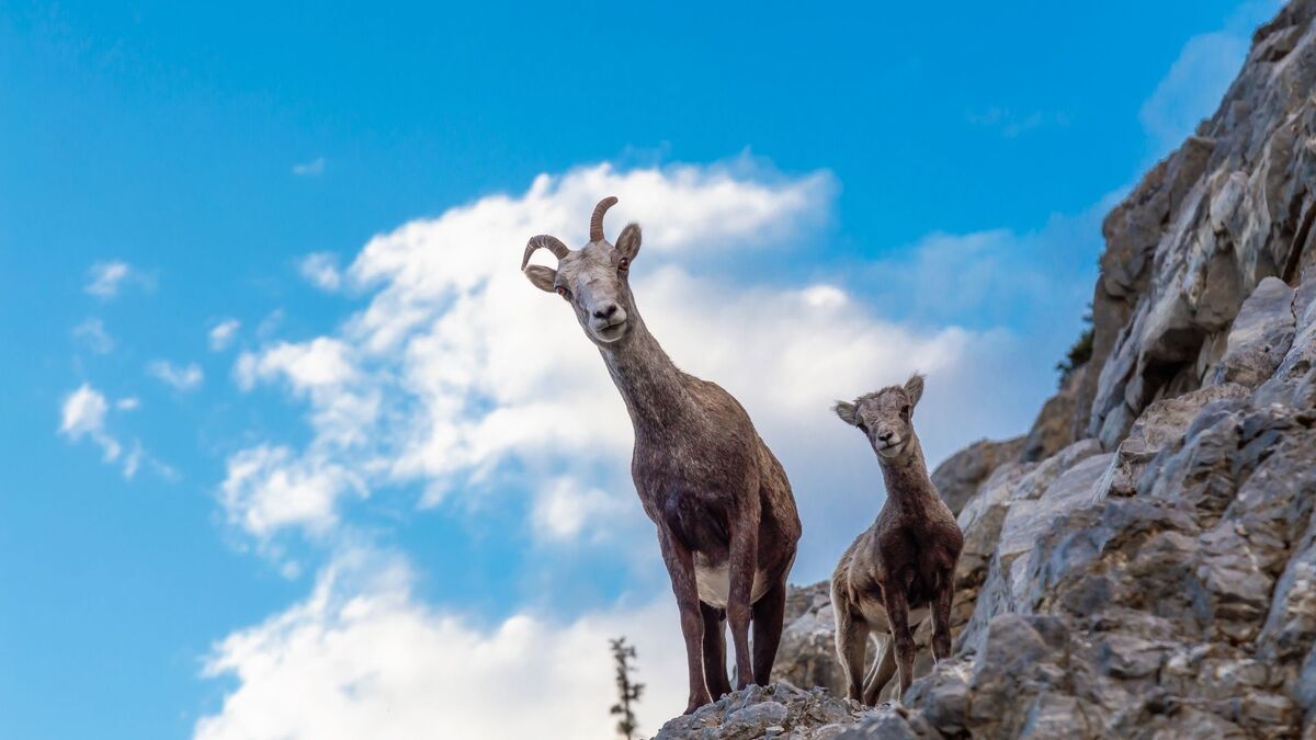 Cabras em um penhasco.