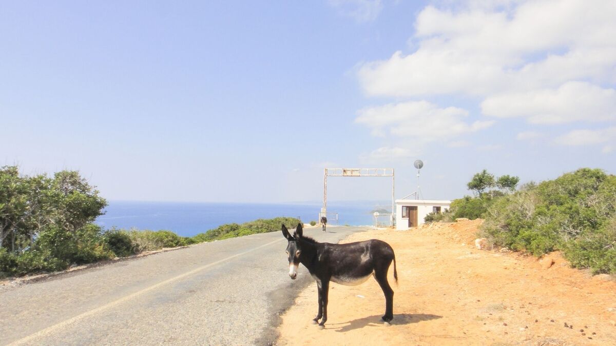 Jumento perto de uma estrada.