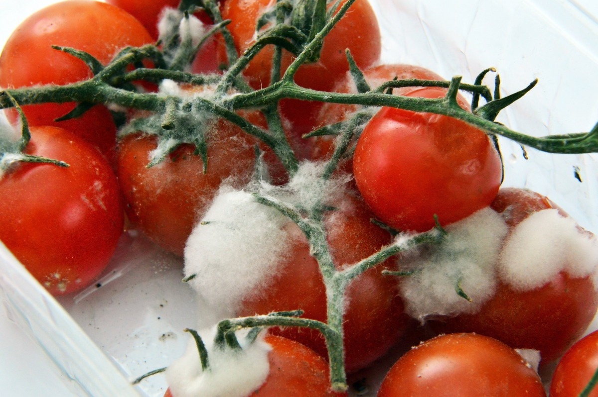 Tomates estragados com bolor.