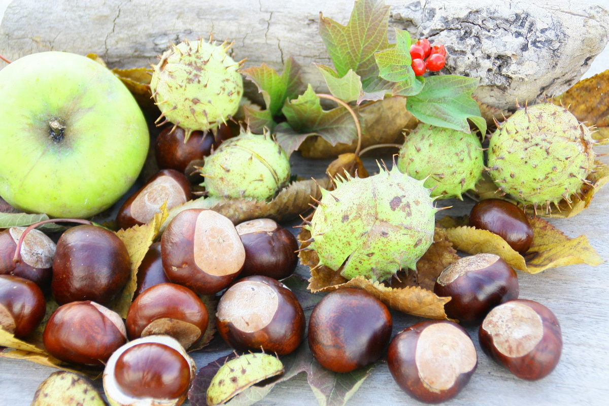 Muitas castanhas da índia juntas.