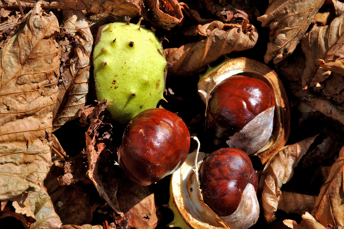 Castanhas.