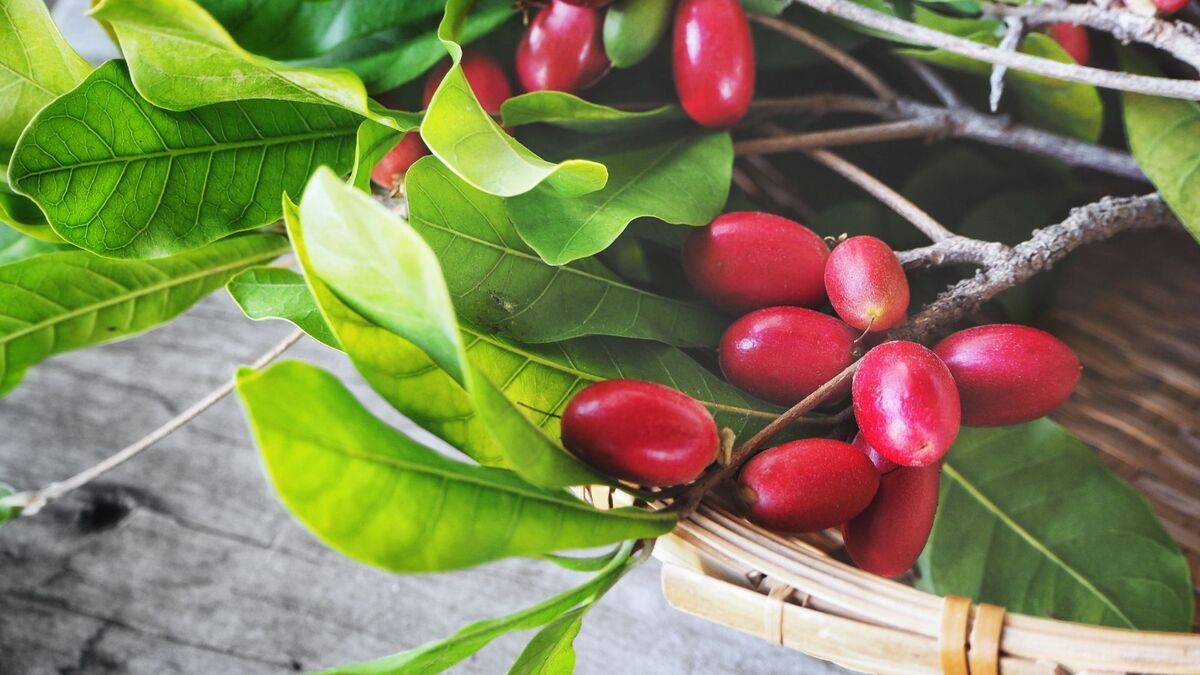 Fruta-do-milagre em cima da mesa.