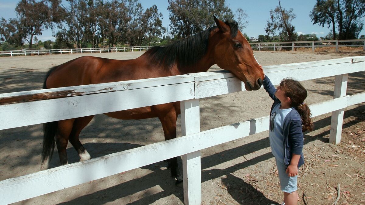 Cavalo manso com menina.