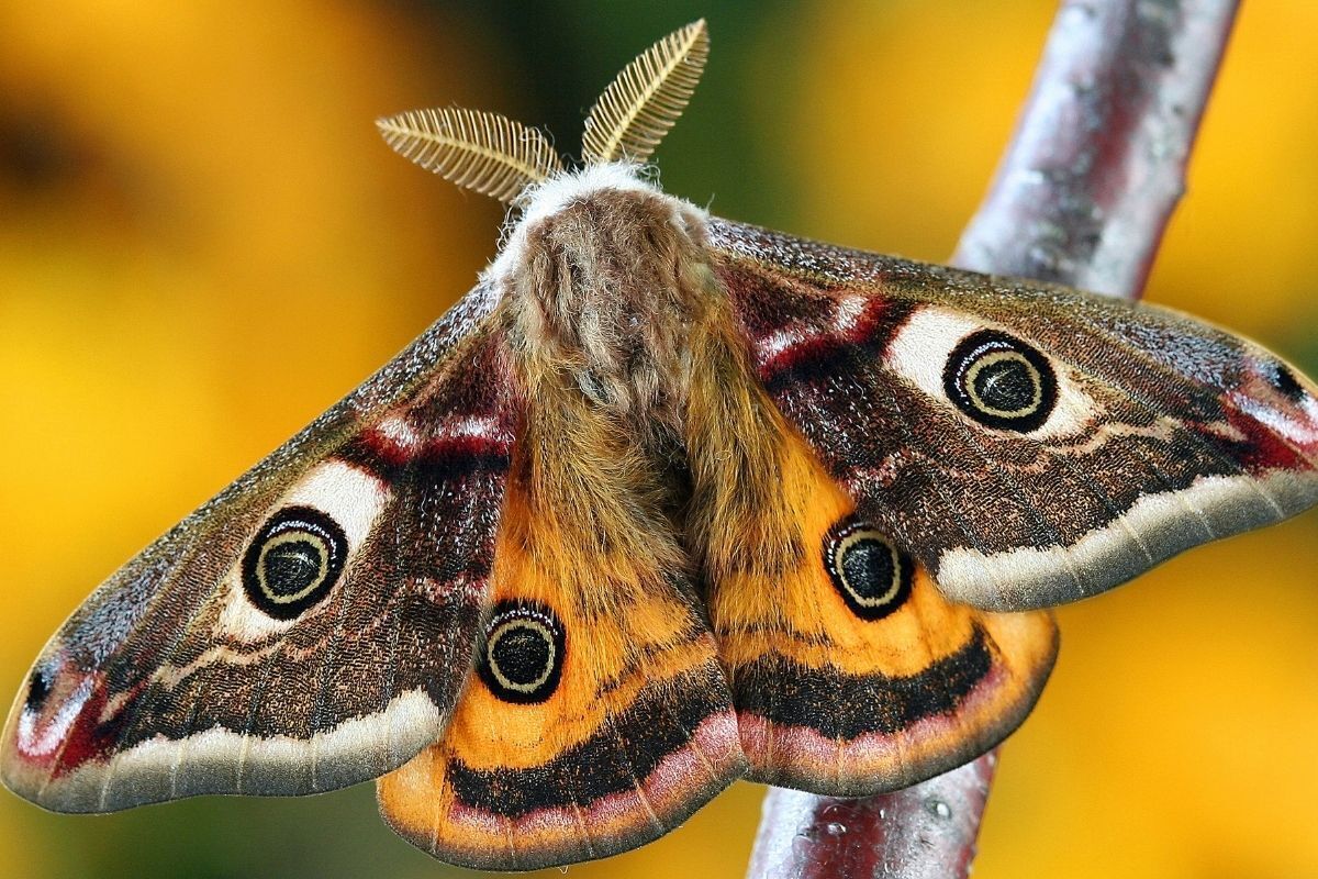 Mariposa em um galho de árvore