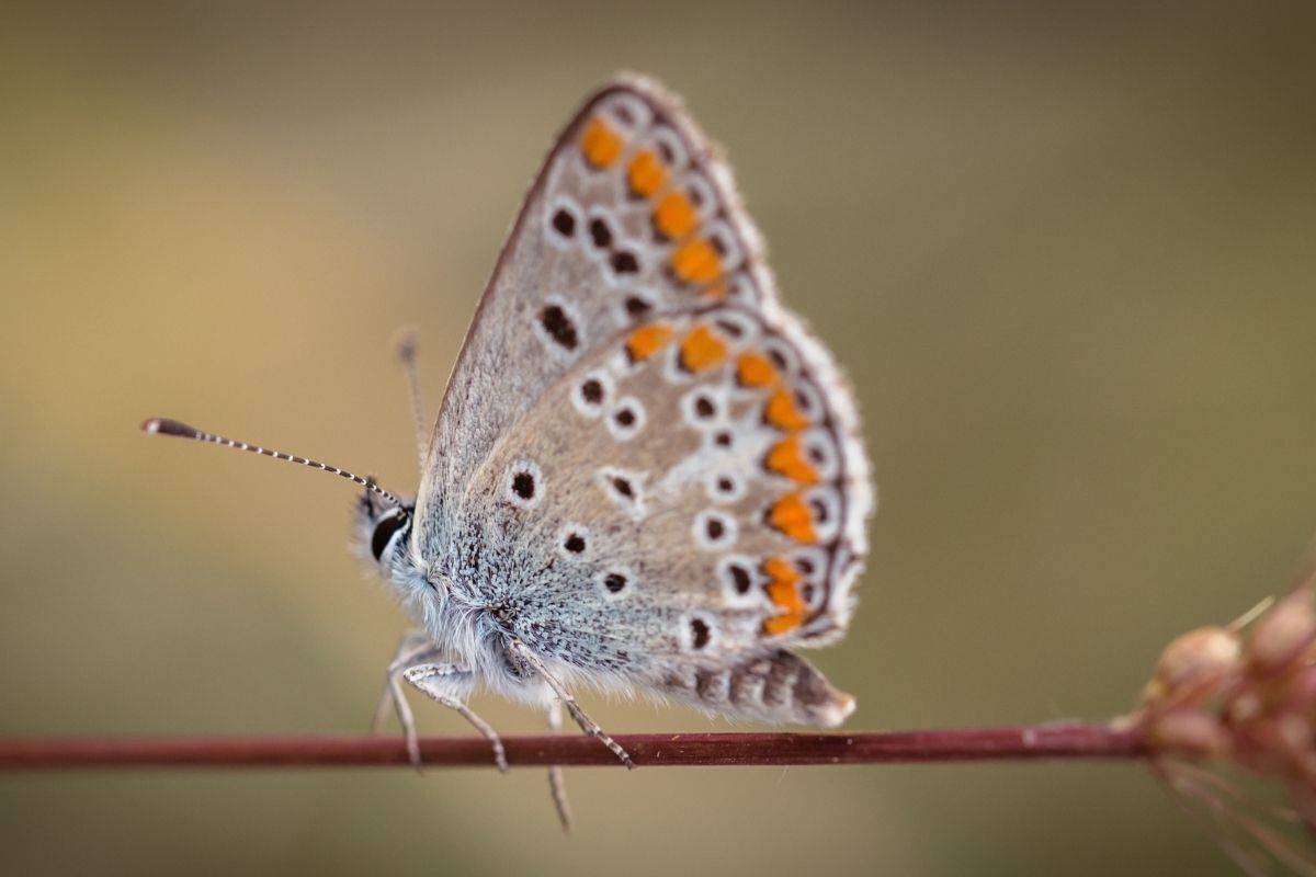 Mariposa em um galho