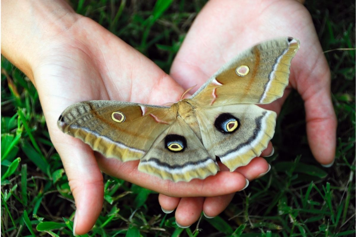 Mulher segurando uma mariposa em suas mãos