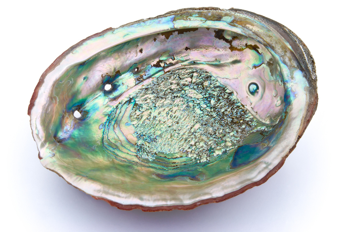 Pedra Abalone em fundo branco