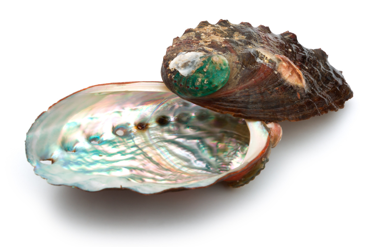 Pedra Abalone em fundo branco