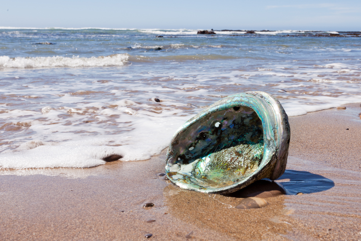 Pedra Abalone na praia