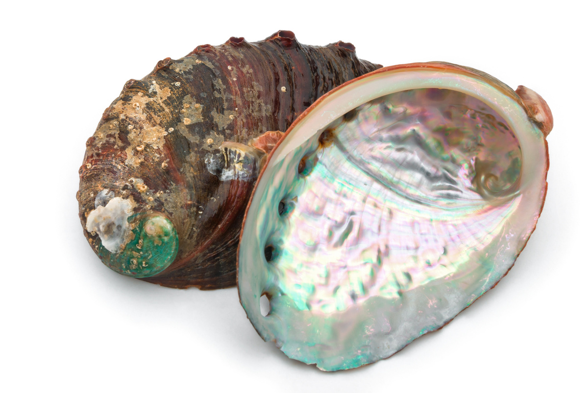 Pedra Abalone em fundo branco