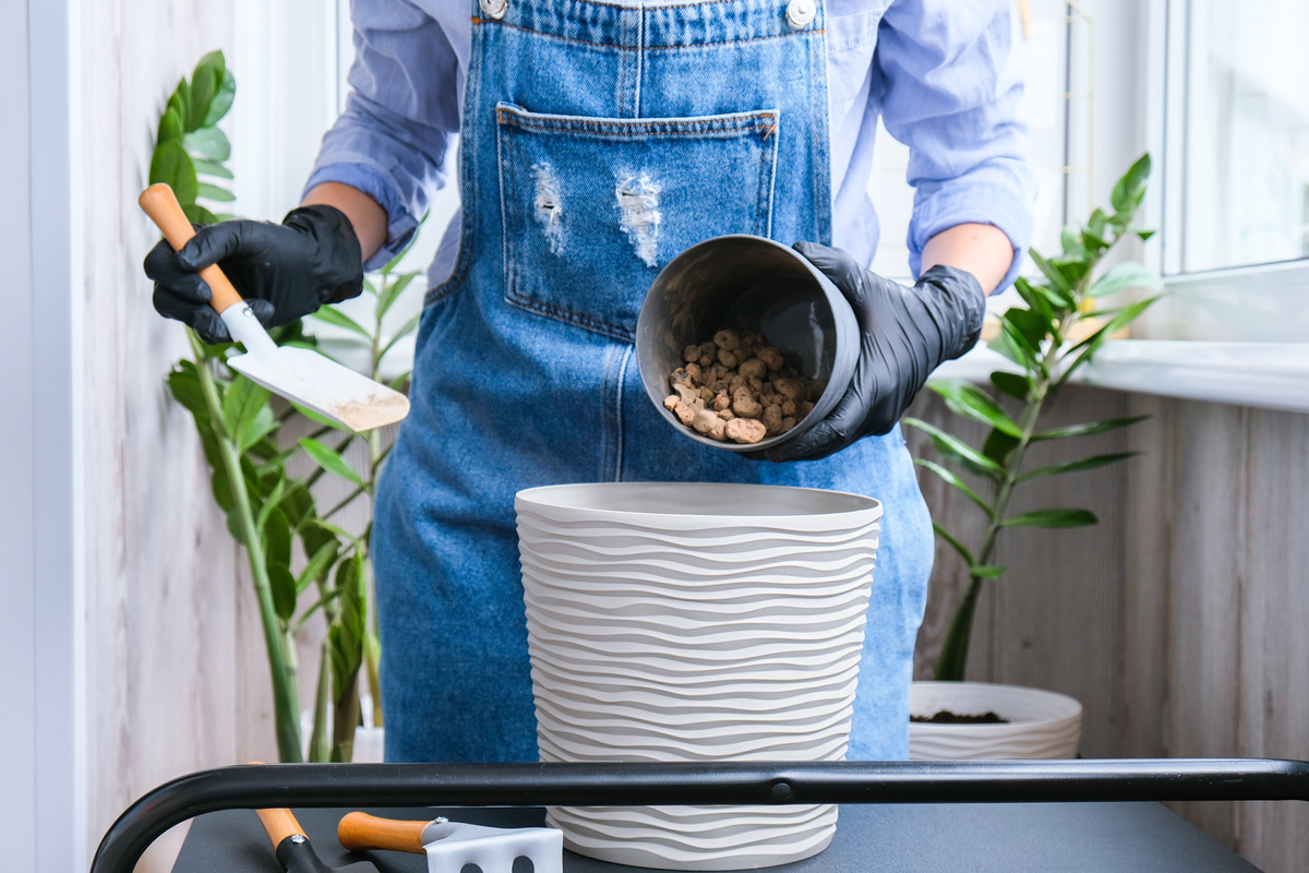 Pessoa plantando zamioculca em vaso