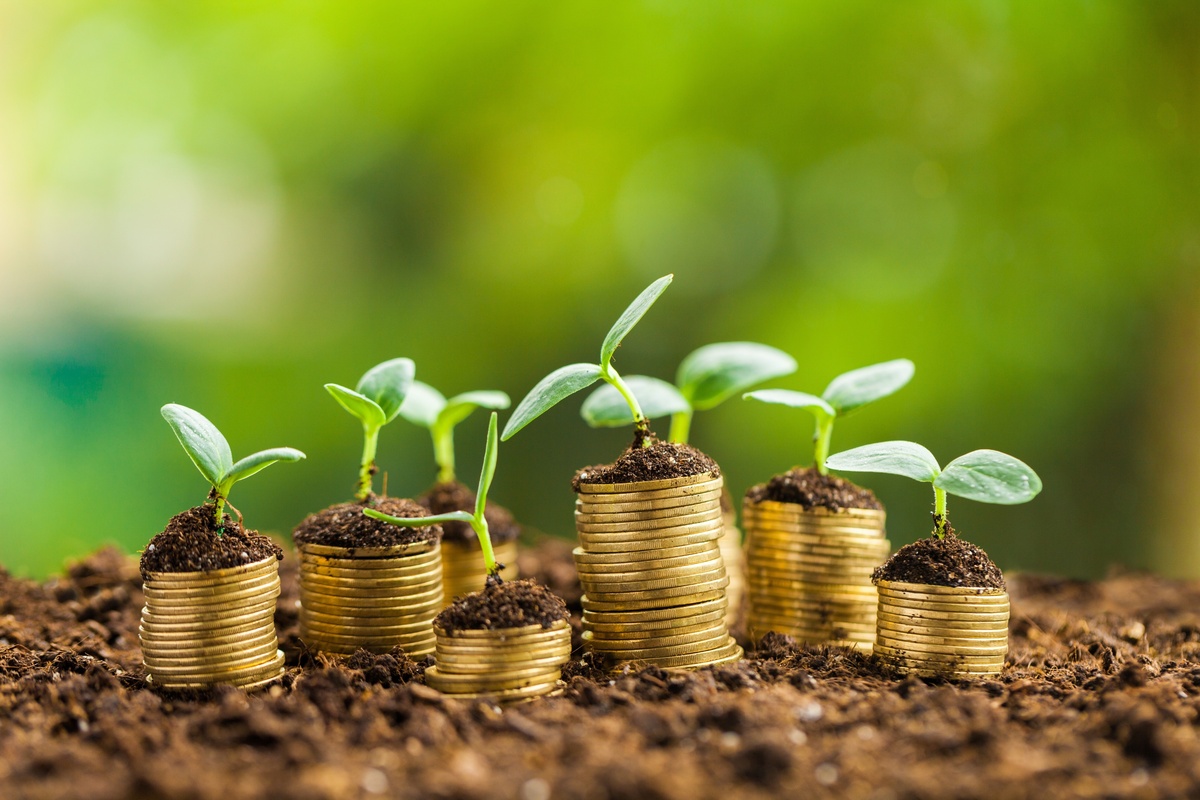 Mudas de planta com moedas de ouro.