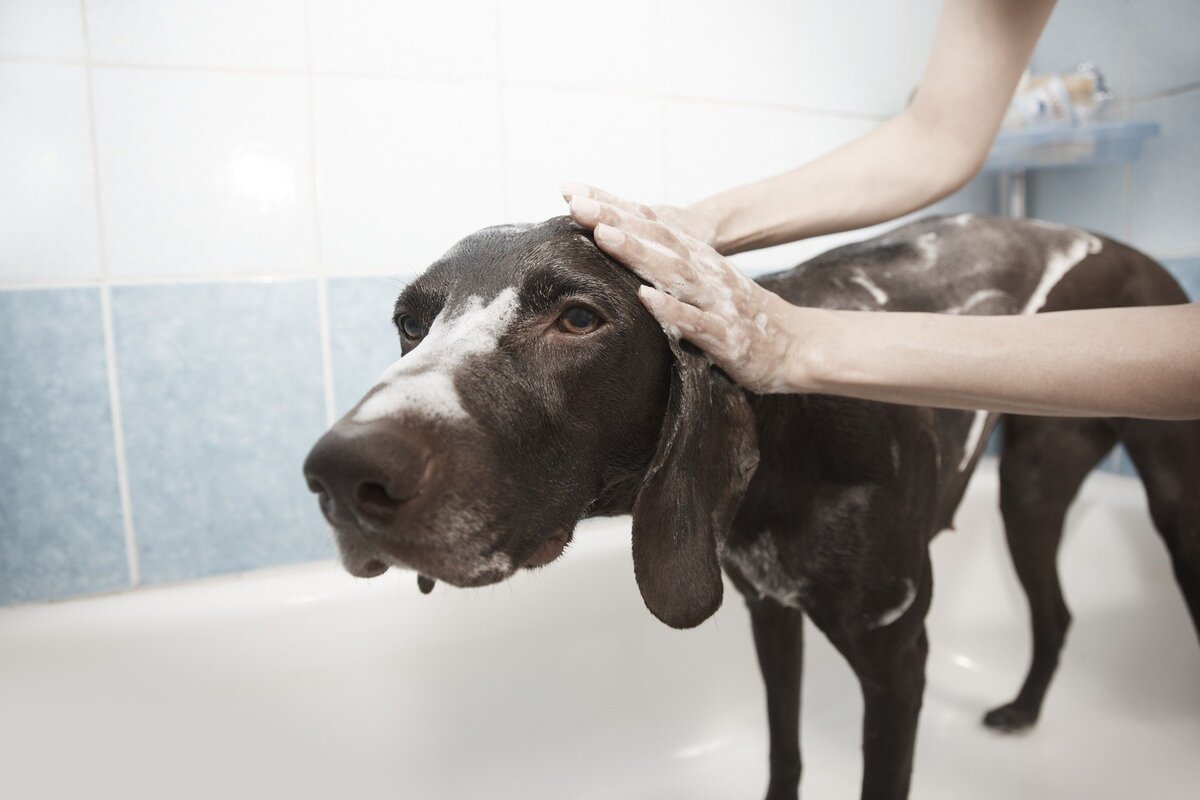 Cachorro marrom em banheira enquanto pessoa dá banho nele.