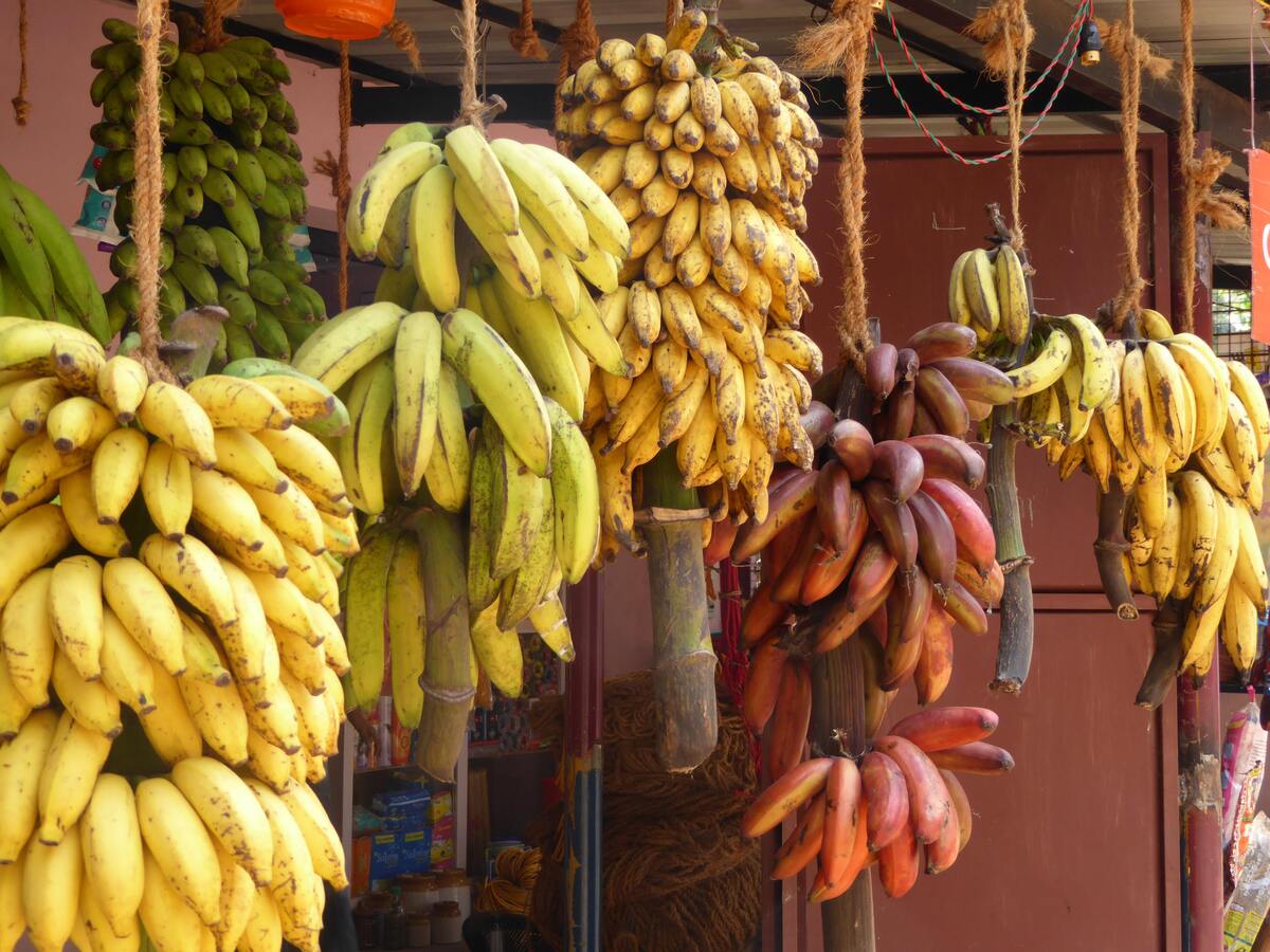 Cachos de banana.