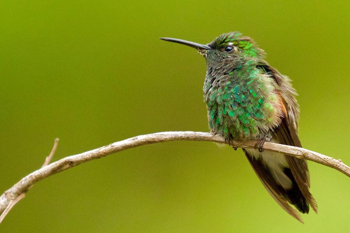 Passarinho verde.