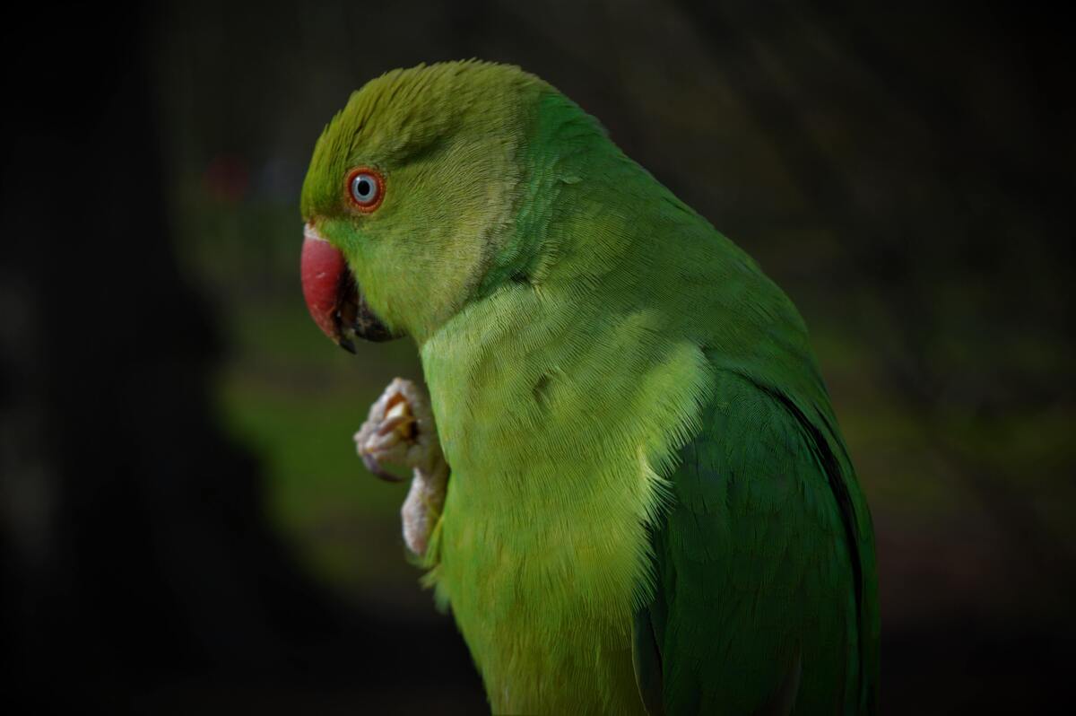 Passarinho verde.