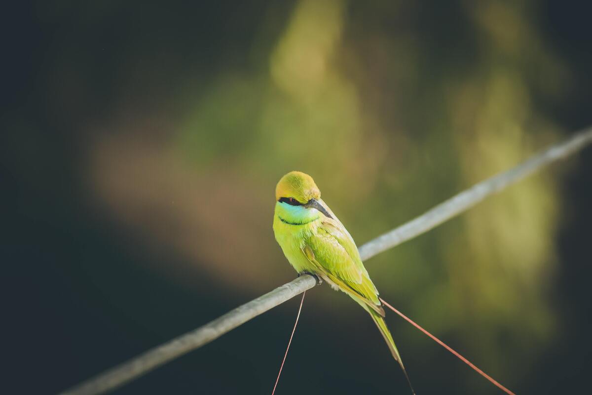 Passarinho verde.