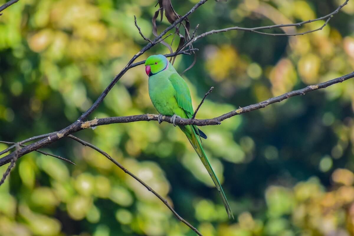 Passarinho verde.