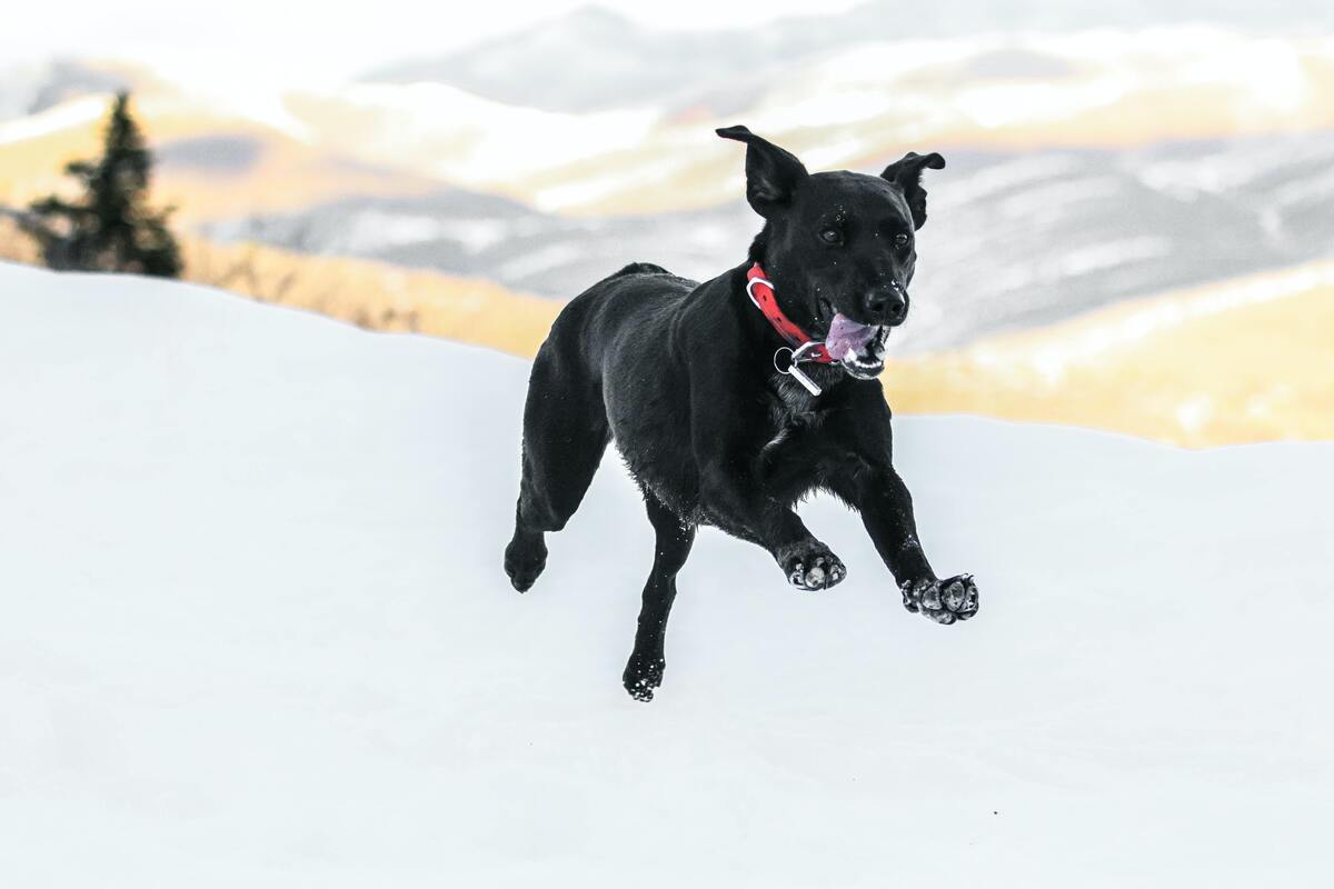 Cachorro correndo.