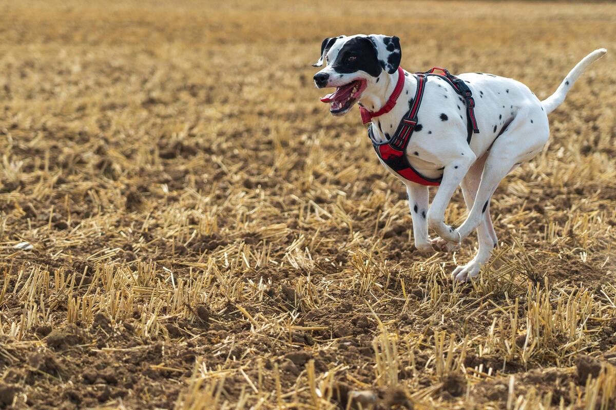 Cachorro correndo.