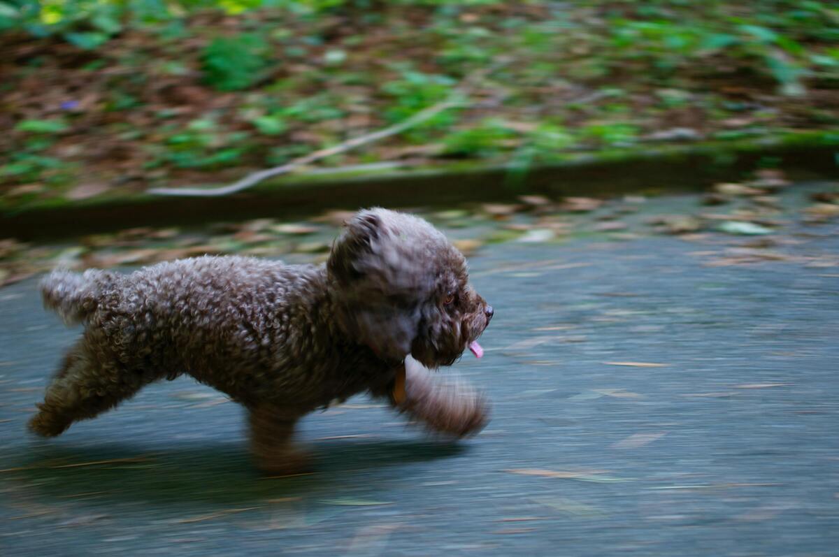 Cachorro correndo.