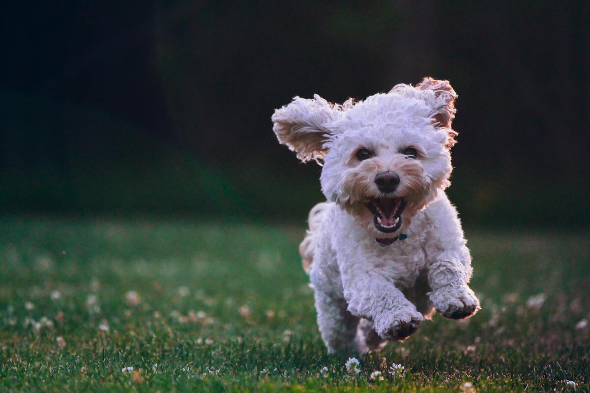 Cachorro correndo.