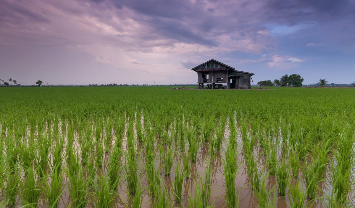 Sítio com várias plantações e uma pequena casa ao horizonte.