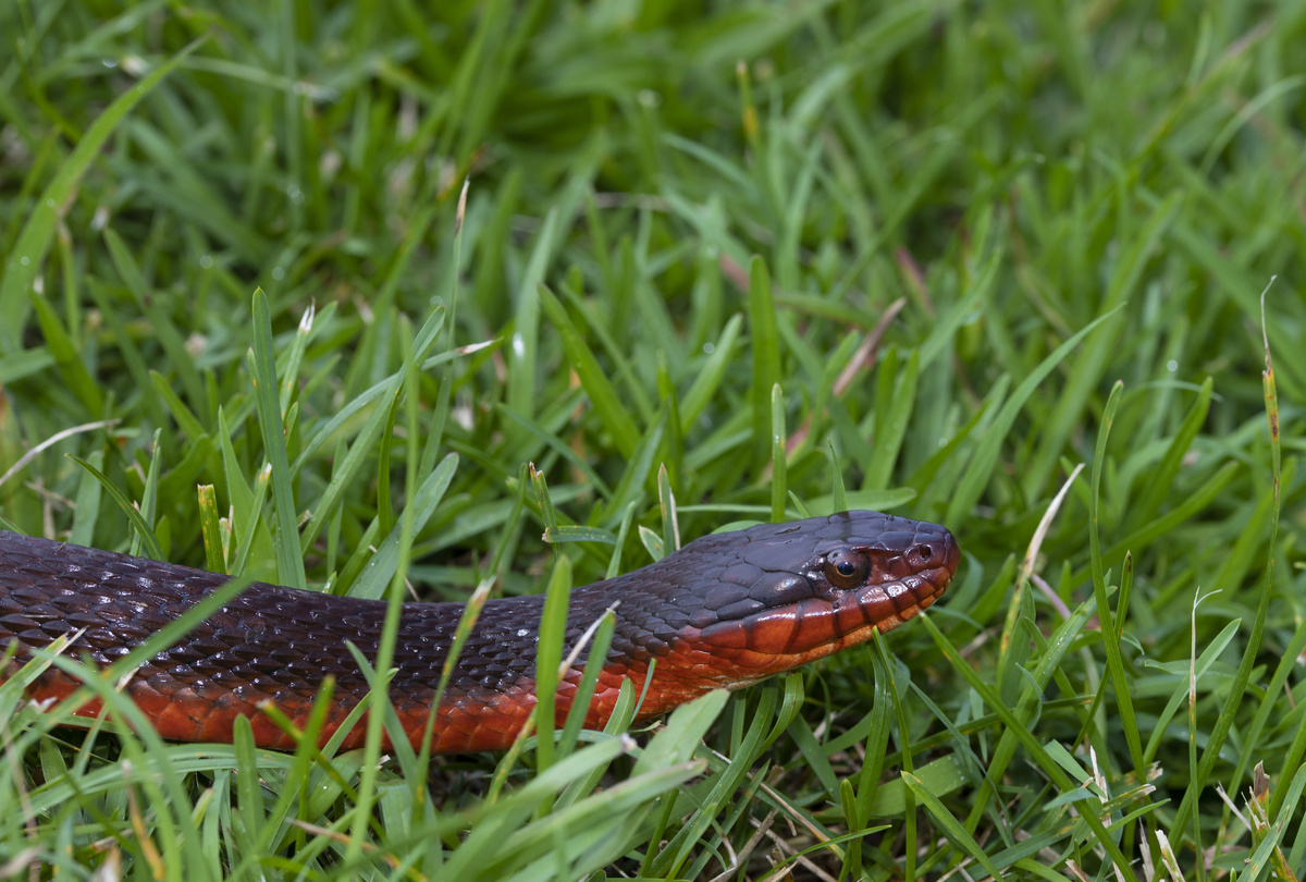 Cobra preta e vermelha.