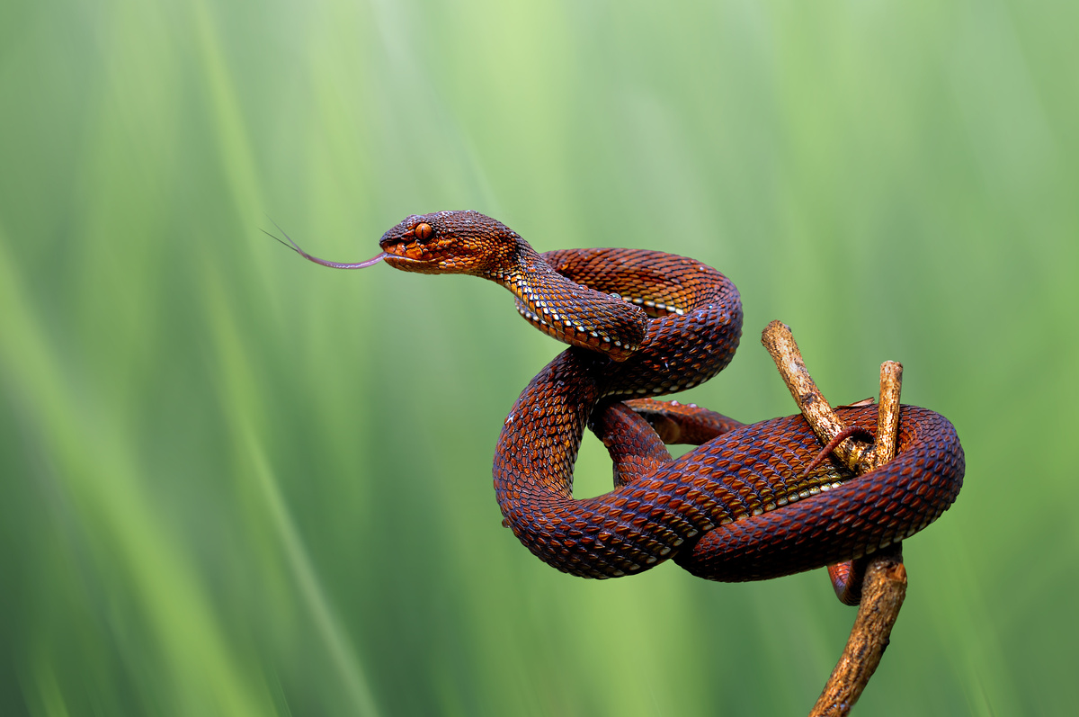 Cobra preta e vermelha.