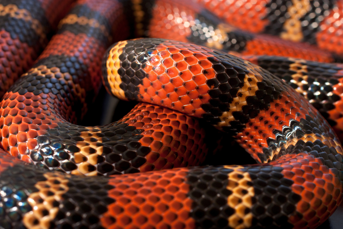 Cobra preta e vermelha.