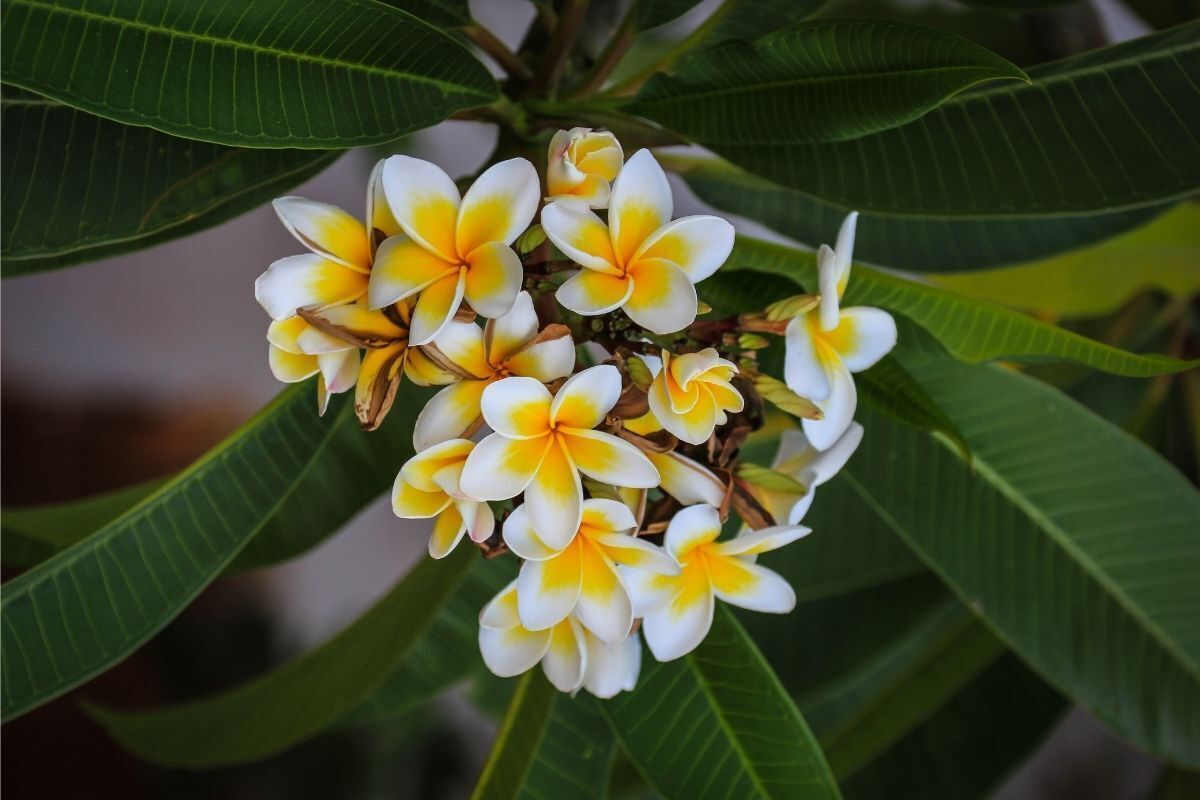 Flores brancas e amarelas