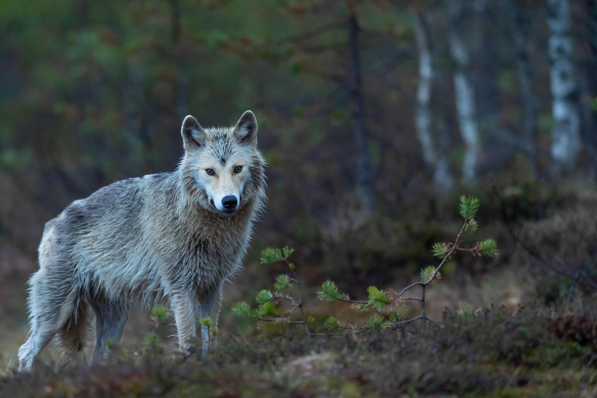 Lobo em uma floresta.