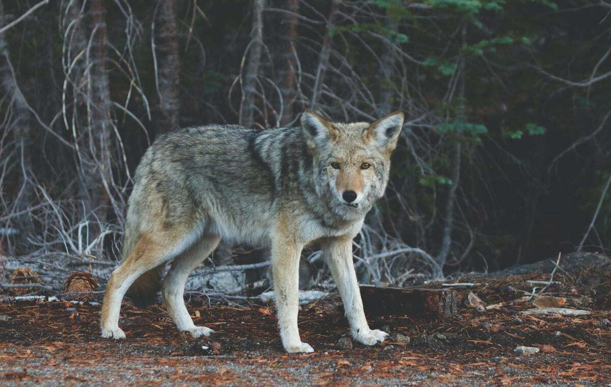 Lobo em posição de ataque.