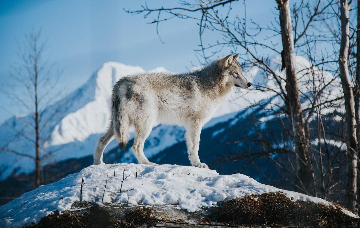 Lobo em cima de uma pedra coberta por gelo.