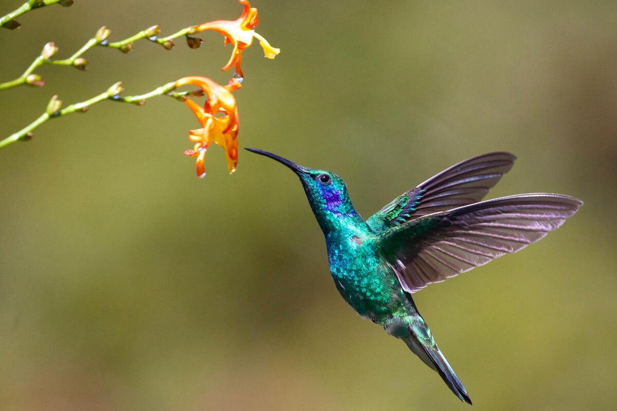 Beija-flor.