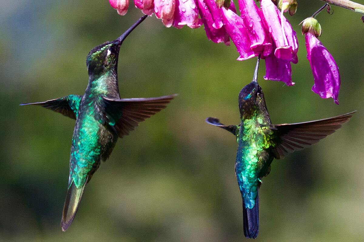 Beija-flor.