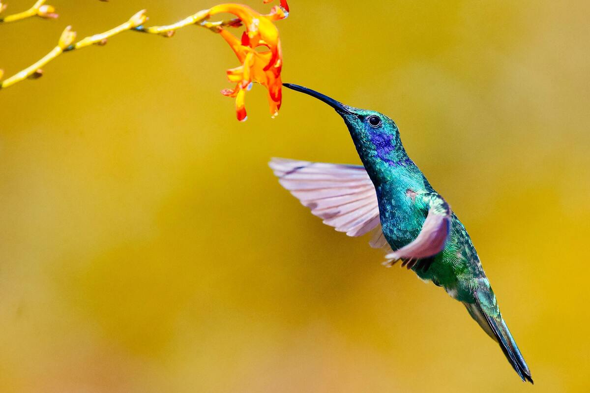 Beija-flor.